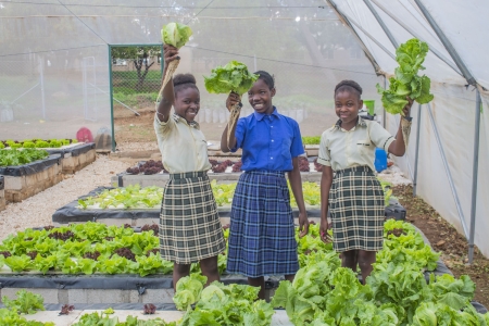 Students at Bulungu Primary School harvesting lettuce grown in hydroponics garden for their school meals.